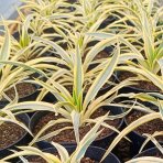 Juka nádherná (Yucca gloriosa) ´CITRUS TWIST´® - výška 10 cm ⌀15-25 cm, kont. C2L (-20°C)